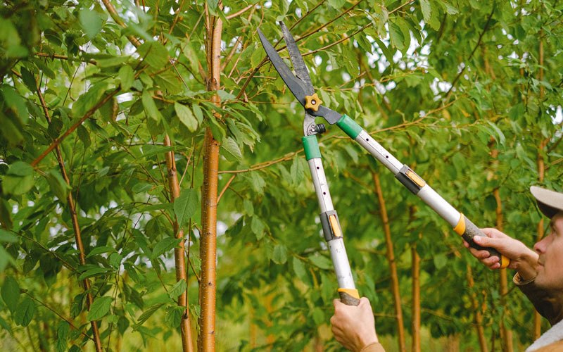 Tree trimming in Thomasboro, IL
