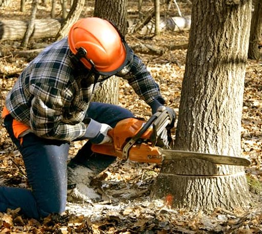 Tree Removal in Thomasboro, IL